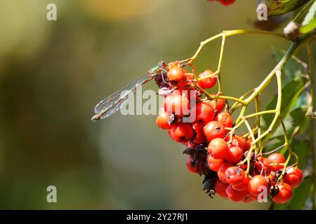 Damselfly che riposa sulla frutta Foto Stock