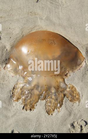 Meduse a botte, lavate sulla spiaggia Foto Stock