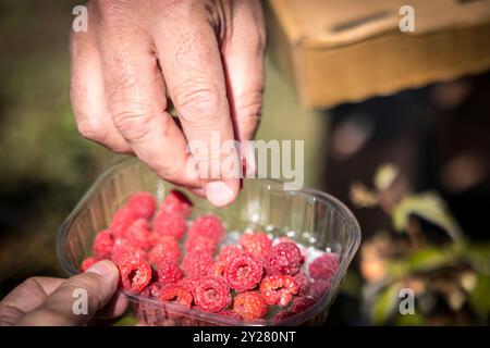 vassoio con lamponi biologici consegnati dall'agricoltore al consumatore Foto Stock