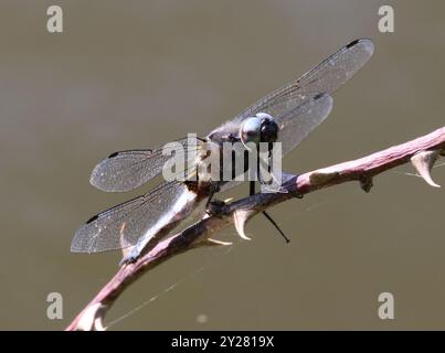 A Scarce Chaser (Libellula fulva) Dragonfly presso Combe Hill Nature Reserve Gloucestershire Regno Unito Foto Stock