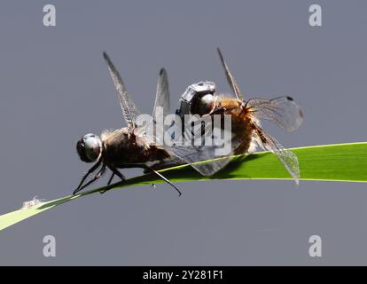 A Scarce Chaser (Libellula fulva) Dragonfly presso Combe Hill Nature Reserve Gloucestershire Regno Unito Foto Stock