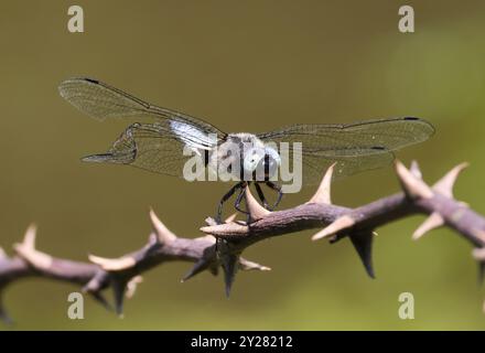 A Scarce Chaser (Libellula fulva) Dragonfly presso Combe Hill Nature Reserve Gloucestershire Regno Unito Foto Stock