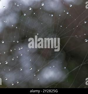 Piccole gocce d'acqua su una ragnatela Foto Stock