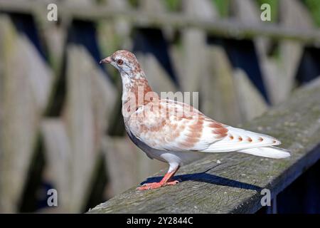 Piccione selvatico macchiato, Cardiff Bay, Galles del Sud, Regno Unito. Presa nel settembre 2024 Foto Stock