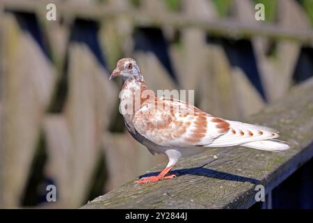 Piccione selvatico macchiato, Cardiff Bay, Galles del Sud, Regno Unito. Presa nel settembre 2024 Foto Stock