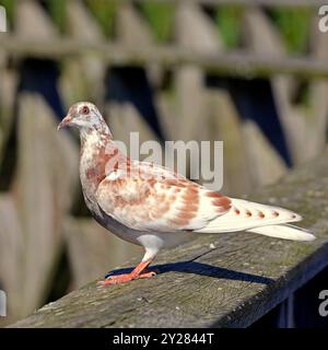 Piccione selvatico macchiato, Cardiff Bay, Galles del Sud, Regno Unito. Presa nel settembre 2024 Foto Stock