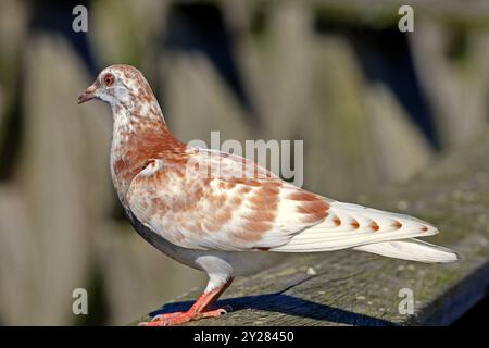 Piccione selvatico macchiato, Cardiff Bay, Galles del Sud, Regno Unito. Presa nel settembre 2024 Foto Stock