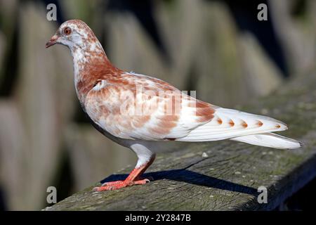 Piccione selvatico macchiato, Cardiff Bay, Galles del Sud, Regno Unito. Presa nel settembre 2024 Foto Stock