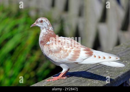 Piccione selvatico macchiato, Cardiff Bay, Galles del Sud, Regno Unito. Presa nel settembre 2024 Foto Stock