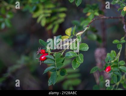 Frutti rossi di Rosa rubiginosa (briar dolce, sweetbriar rose, brier dolce o eglantina). Frutta matura (anche) di rosa rubiginosa. Sfondo autunnale. Foto Stock