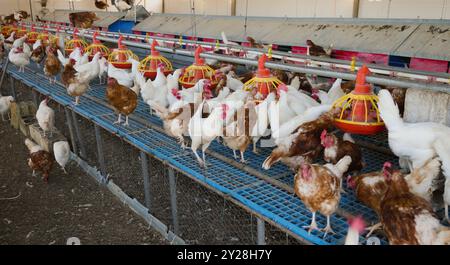 Galline ovaiole in un allevamento di pollame dotato di mangimiagrane Foto Stock