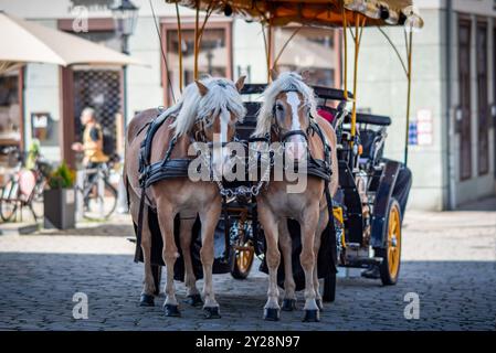 Carrozza trainata da cavalli, popolare forma di visite turistiche per i turisti che visitano lo storico quartiere della città vecchia di Dresda, provincia della Sassonia della Germania l'8 settembre Foto Stock