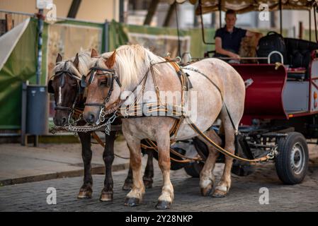 Carrozza trainata da cavalli, popolare forma di visite turistiche per i turisti che visitano lo storico quartiere della città vecchia di Dresda, provincia della Sassonia della Germania l'8 settembre Foto Stock