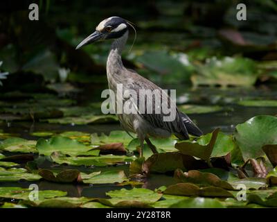 Heron notturno con corona gialla (Nyctanassa violacea), Kenilworth Aquatic Gardens, Washington, DC, USA Foto Stock