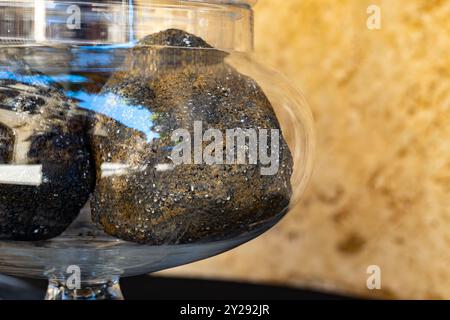 Fiera invernale del tartufo a Sarlat-le-Caneda, Perigord Noir, Dordogne, un enorme tartufo nero invernale, gustoso e aromatico fungo costoso Foto Stock