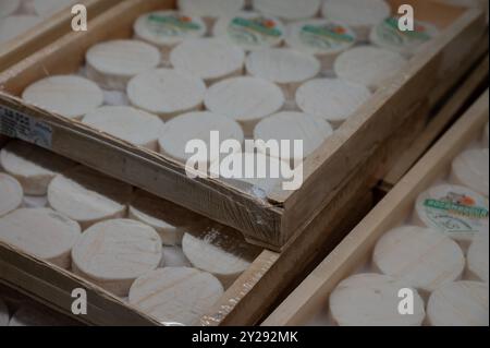 Rocamadour o Cabecous formaggio caprino morbido AOC con crosta tenera prodotto in azienda a Perigord e Quercy sul mercato agricolo, lotto di dipartimento in Francia Foto Stock