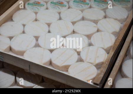 Rocamadour o Cabecous formaggio caprino morbido AOC con crosta tenera prodotto in azienda a Perigord e Quercy sul mercato agricolo, lotto di dipartimento in Francia Foto Stock