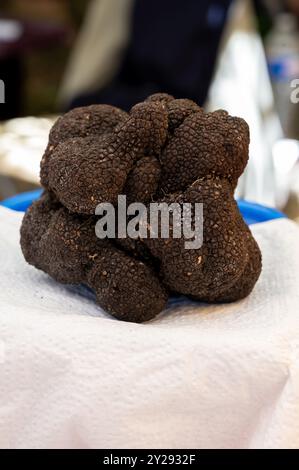 Fiera invernale del tartufo a Sarlat-le-Caneda, Perigord Noir, Dordogne, un enorme tartufo nero invernale, gustoso e aromatico fungo costoso Foto Stock