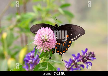Macro di una macchia di spezie/farfalla nera (papilio troilus) che si nutre di trifoglio rosso - parte inferiore con le ali aperte Foto Stock