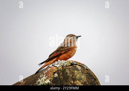 Colorato flycatcher Swallow arroccato su un tetto su sfondo luminoso, parco naturale di Caraca, Minas Gerais, Brasile, Sud America Foto Stock