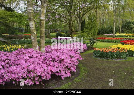 Tulipani (Tulipa) e azalee giapponesi (Rhododendron) a Keukenhof, Lisse, Olanda meridionale Foto Stock