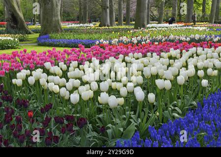 Tulipani (Tulipa) e giacinti d'uva (Muscari) a Keukenhof, Lisse, Olanda meridionale Foto Stock