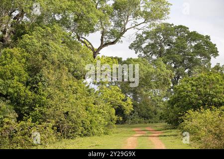 Tipica strada rurale idilliaca attraverso la foresta nelle paludi di Pantanal, Mato grosso, Brasile, Sud America Foto Stock