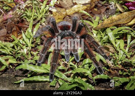 Primo piano di una tarantola rosa di salmone brasiliana seduta in erba verde, Pantanal Wetlands, Mato grosso, Brasile, Sud America Foto Stock