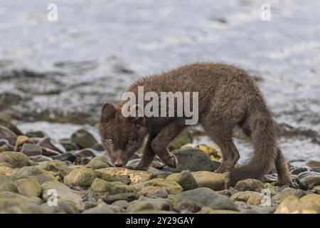 La volpe artica scura (Vulpes lagopus) cammina sulle pietre vicino al mare, curioso, fiordi orientali, Islanda, Europa Foto Stock