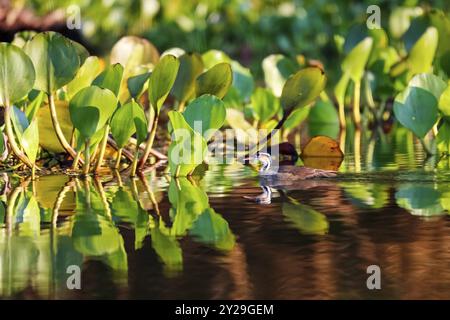 Sungrebe nuota sull'acqua riflettente verso giacinti d'acqua, Pantanal Wetlands, Mato grosso, Brasile, Sud America Foto Stock