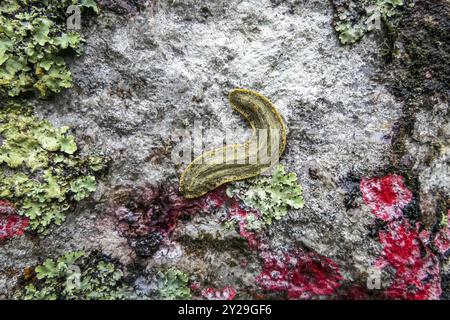 Lumaca verde piatta su una roccia con licheni colorati, Serra da Mantiqueira, Atlantic Forest, Itatiaia, Brasile, sud America Foto Stock