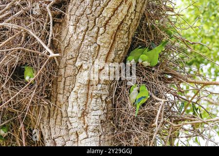 Monk Parakeets al loro nido in un albero, Pantanal Wetlands, Mato grosso, Brasile, Sud America Foto Stock