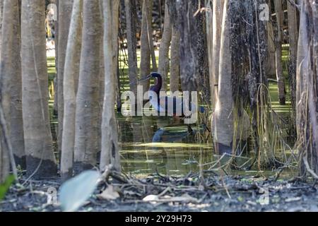 Vista laterale di un meraviglioso agami Heron camminando in acque poco profonde attraverso gli alberi al bordo del fiume, Pantanal Wetlands Foto Stock