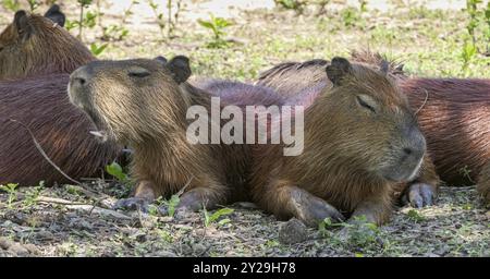 Primo piano di un gruppo di Capybara che riposa all'ombra sull'erba, due di fronte, Pantanal Wetlands, Mato grosso, Brasile, sud America Foto Stock