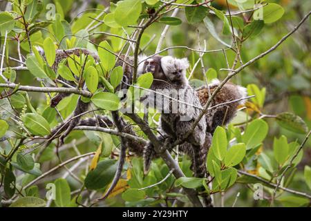 Gruppo di marmosine comuni che si arrampicano su un albero con foglie verdi, una con un bambino sulla schiena, parati, Brasile, Sud America Foto Stock