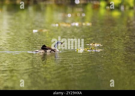 Sungrebe (Heliornis fulica) che nuota sulle acque riflettenti alla luce del sole, Pantanal Wetlands, Mato grosso, Brasile, Sud America Foto Stock