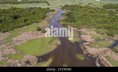 Ripresa aerea del paesaggio tipico delle paludi di Pantanal con bestiame che pascolano intorno a lagune, foreste, prati, fiumi, campi, Mato grosso, Brasile, South Ame Foto Stock