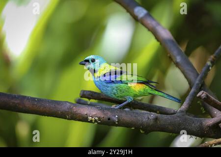 Primo piano di un'autocisterna con testa verde arroccata su una diramazione con sfondo verde sfocato, Folha Seca, Brasile, Sud America Foto Stock