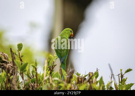 Un pappagallo pianeggiante arroccato su un cespuglio contro il fondale oscuro e deconcentrato Itatiaia, Rio de Janeiro, Brasile, Sud America Foto Stock