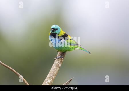 Colorata petroliera con testa verde arroccata su foglie su sfondo naturale defocalizzato, Serra da Mantiqueira, Atlantic Forest, Itatiaia, Brasile, South Ame Foto Stock