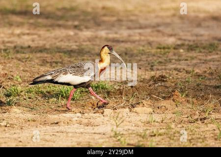 Ibis con il collo a lume che cammina sotto il sole per terra, Pantanal Wetlands, Mato grosso, Brasile, Sud America Foto Stock