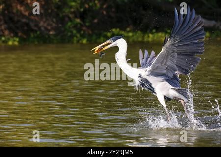 L'airone Cocoi catturò un Pirhana in volo sulla superficie del fiume, Pantanal Wetlands, Mato grosso, Brasile, Sud America Foto Stock