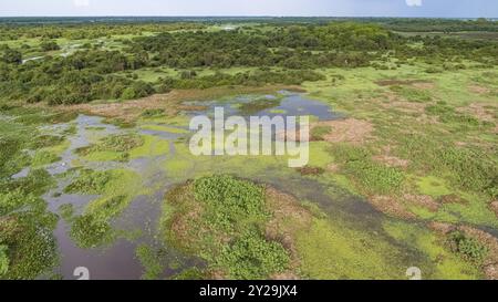 Ripresa aerea del paesaggio tipico delle paludi di Pantanal con bestiame che pascolano intorno a lagune, foreste, prati, fiumi, campi, Mato grosso, Brasile, South Ame Foto Stock