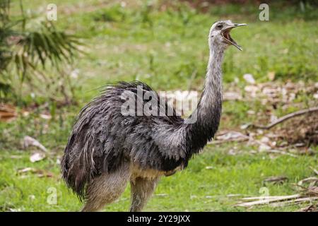 Primo piano di un Rhea o Nandu con becco aperto nell'habitat naturale, Pantanal Wetlands, Mato grosso, Brasile, Sud America Foto Stock