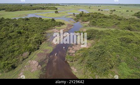 Ripresa aerea del paesaggio tipico delle paludi di Pantanal con bestiame che pascolano intorno a lagune, foreste, prati, fiumi, campi, Mato grosso, Brasile, South Ame Foto Stock