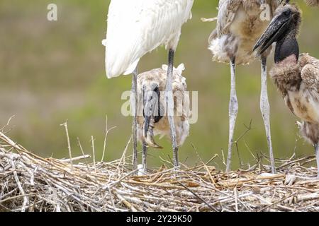 Primo piano di quattro giovani Jabirus che mangiano pesce nel loro nido, in testa o in piedi, su sfondo verde, Pantanal Wetlands, Mato grosso, Brasile, Foto Stock