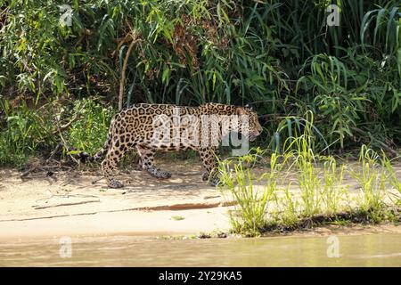 Jaguar (Panthera onca) che cammina lungo il fiume alla luce del sole, vista laterale, Pantanal Wetlands, Mato grosso, Brasile, sud America Foto Stock