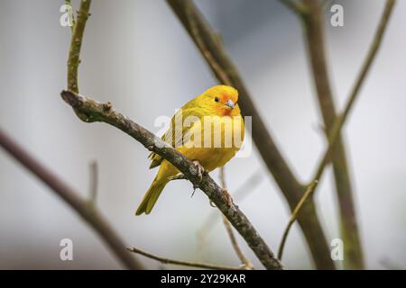 Bellissimo finch Saffron arroccato su un ramo senza foglie su sfondo grigio defocalizzato, Serra da Mantiqueira, Foresta Atlantica, Itatiaia, Brasile, Sout Foto Stock