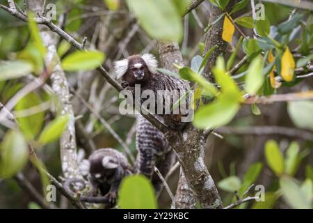 Marmotte comuni che si arrampicano in un albero dalle foglie verdi, una è rivolta verso la macchina fotografica, Paraty, Brasile, Sud America Foto Stock