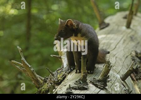 Martora di pino in piedi sul tronco dell'albero guardando dalla parte anteriore sinistra Foto Stock